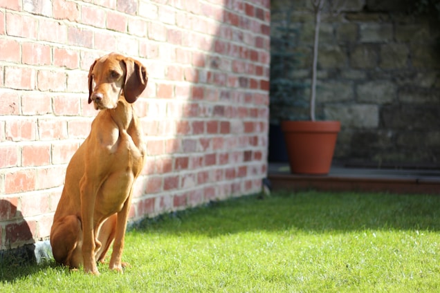 A happy dog sitting calmly next to its owner in a sunny park.