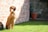 A happy dog sitting calmly next to its owner in a sunny park.