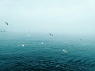 A delicate watercolor of seagulls soaring above a quiet beach at dawn.