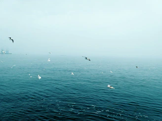 A delicate watercolor of seagulls soaring above a quiet beach at dawn.