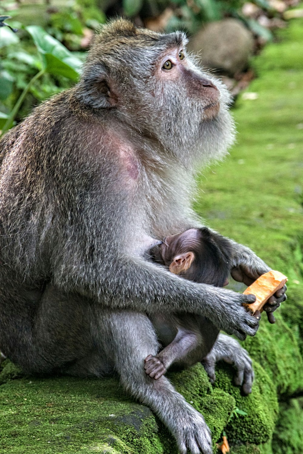 チンパンジーは彼女の子供に母乳を与える