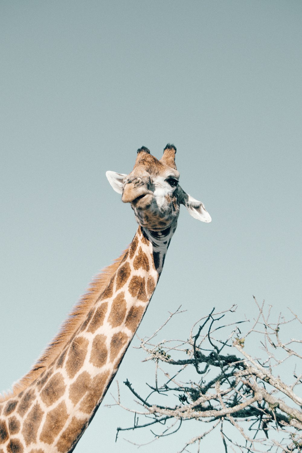 low-angle photo of giraffe