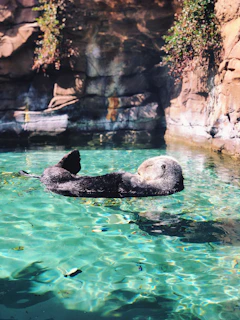 A serene otter floating on its back in crystal-clear ocean water, surrounded by vibrant coral reefs.