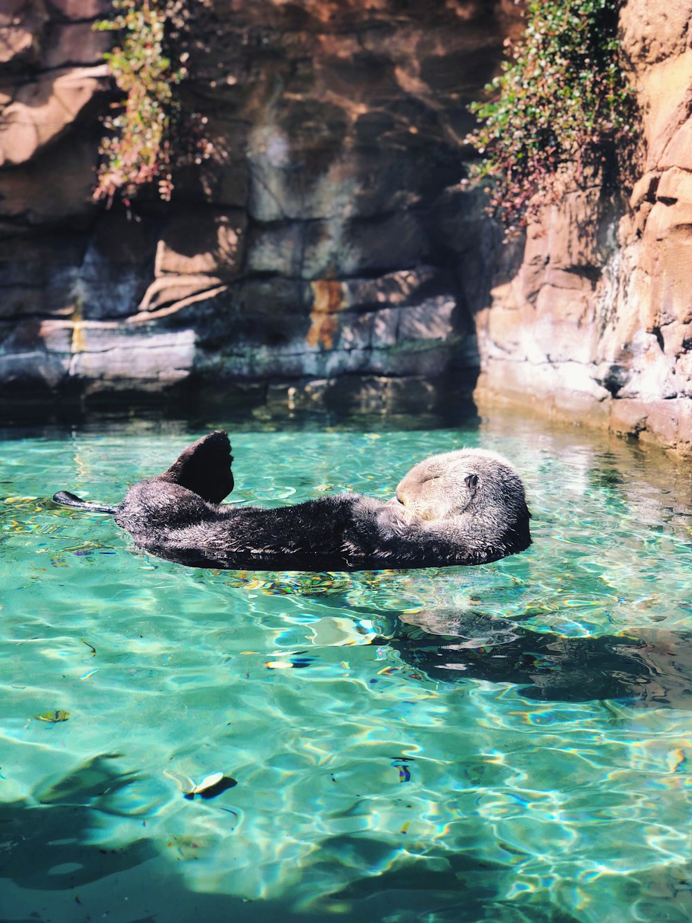 gray coated animal on body of water sleeping