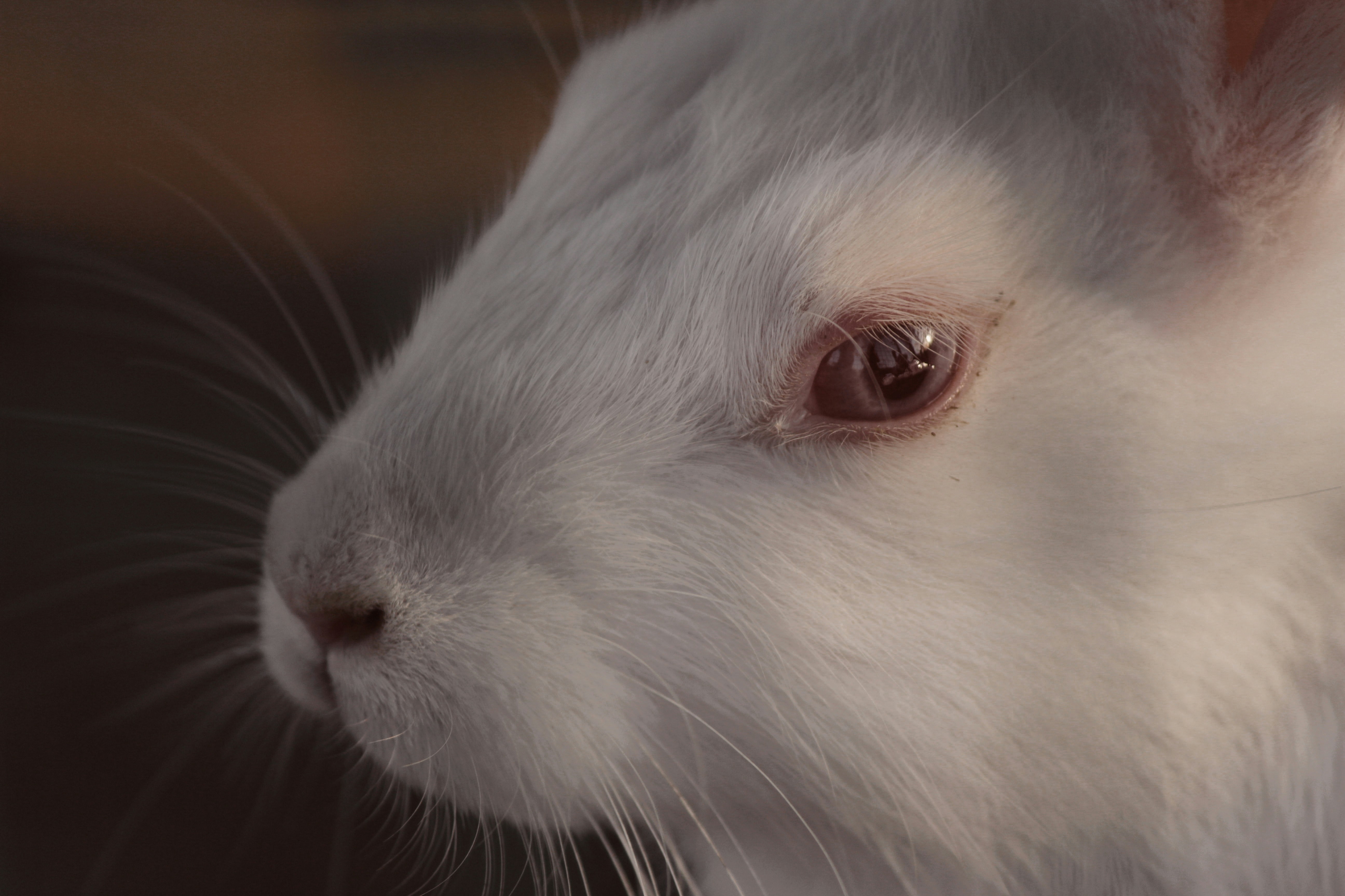 小白兔白又白儿歌，小白兔白又白儿歌歌词