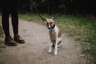 dog beside person