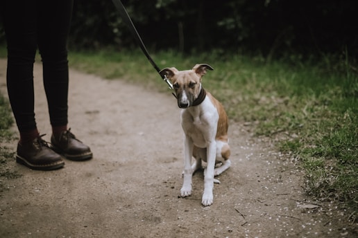 dog beside person