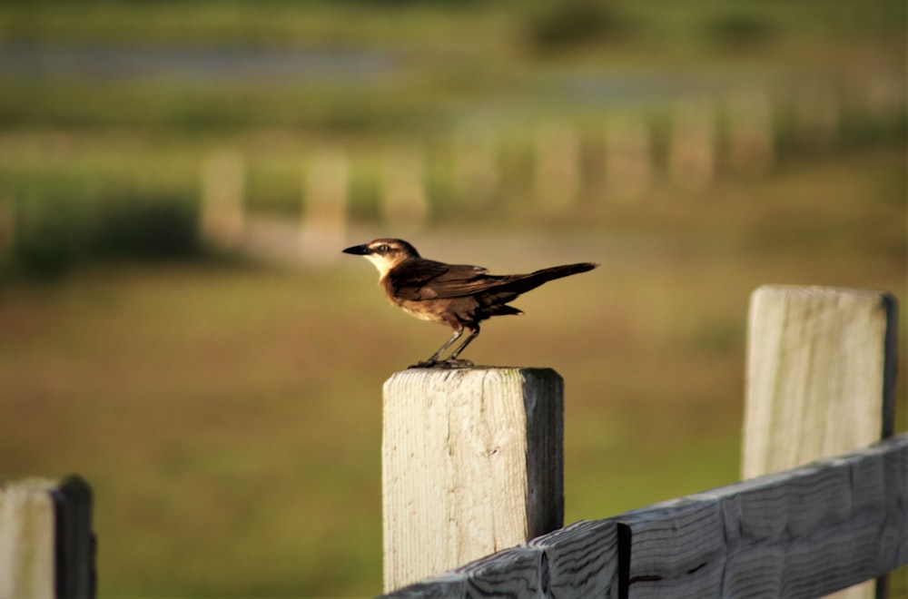 pássaro marrom na cerca