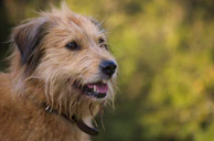 A scruffy terrier before grooming, showing its natural playful look.