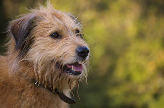 A scruffy terrier before grooming, showing its natural playful look.