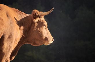 macro photography of brown bull