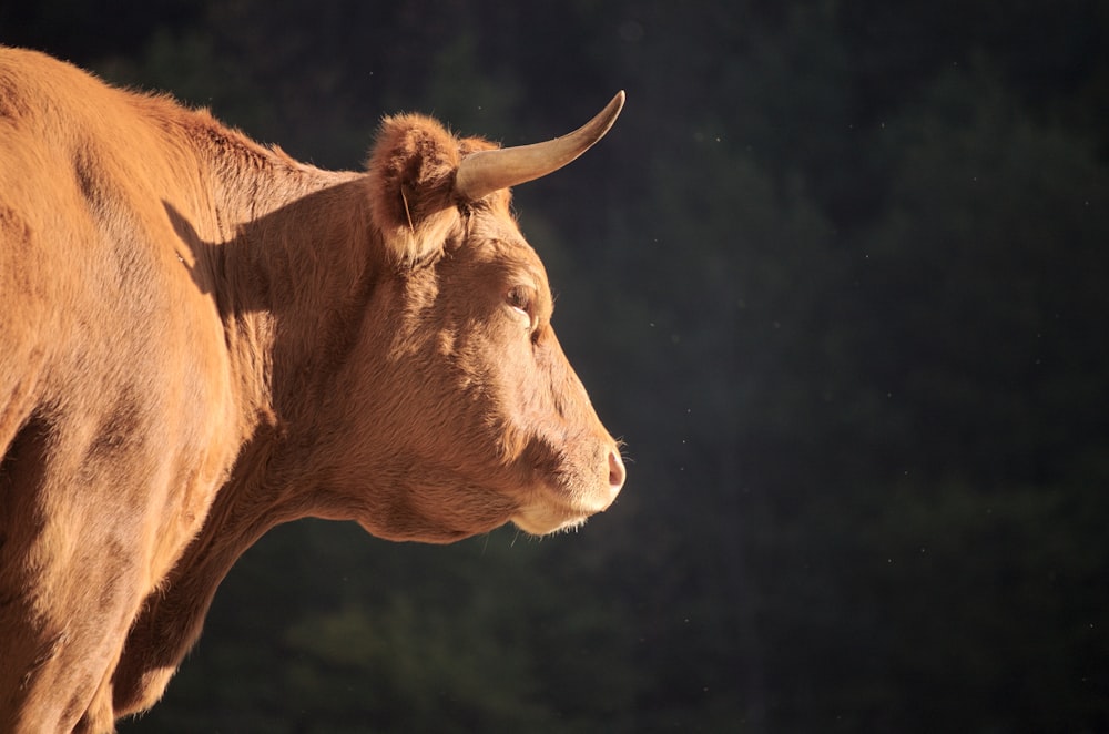 macro photography of brown bull