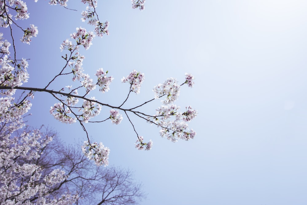 Cherry Blossom tree blossoming