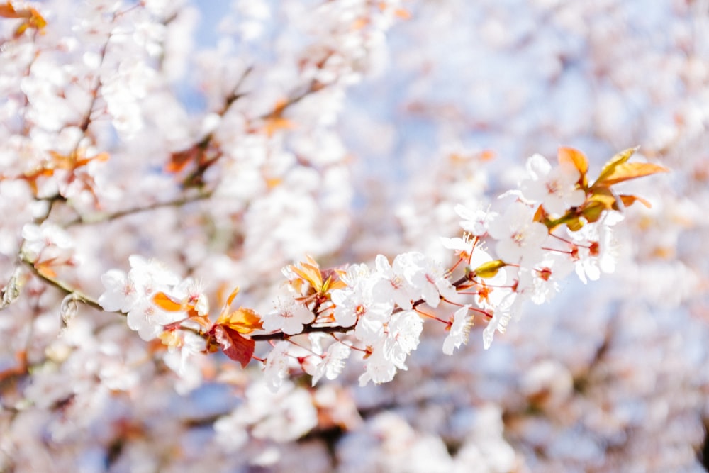 white flowers