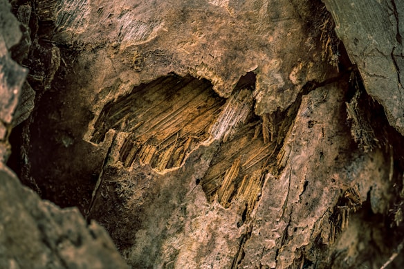 Rough, textured bark with deep grooves and ridges, exhibiting a range of earthy browns and ochres. Light highlights the intricate patterns and layers within the wood.
