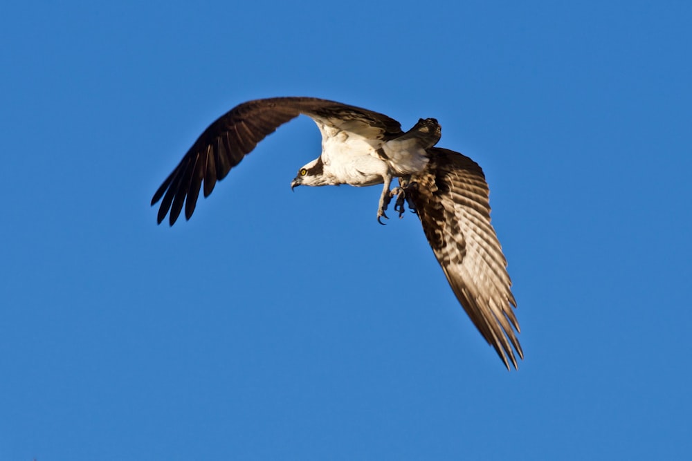 short-beak bird flying in the sky during daytime