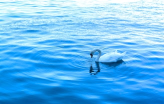 A serene blue-toned illustration of a swan gliding gently across calm water at dawn.