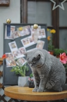 A gray and white cat perched on a café table surrounded by potted plants.