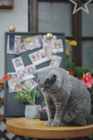 A gray and white cat perched on a café table surrounded by potted plants.