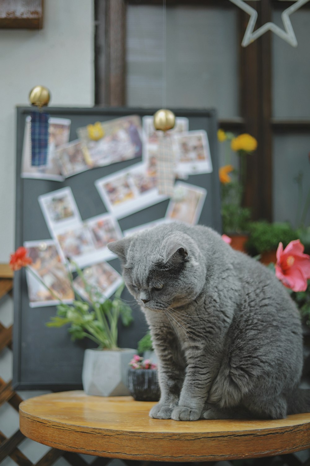 丸い茶色の木製のテーブルに短髪の灰色の猫
