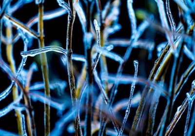 close up of frozen twigs, surrounded by a thin layer of ice