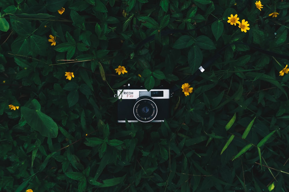 black camera on green plant