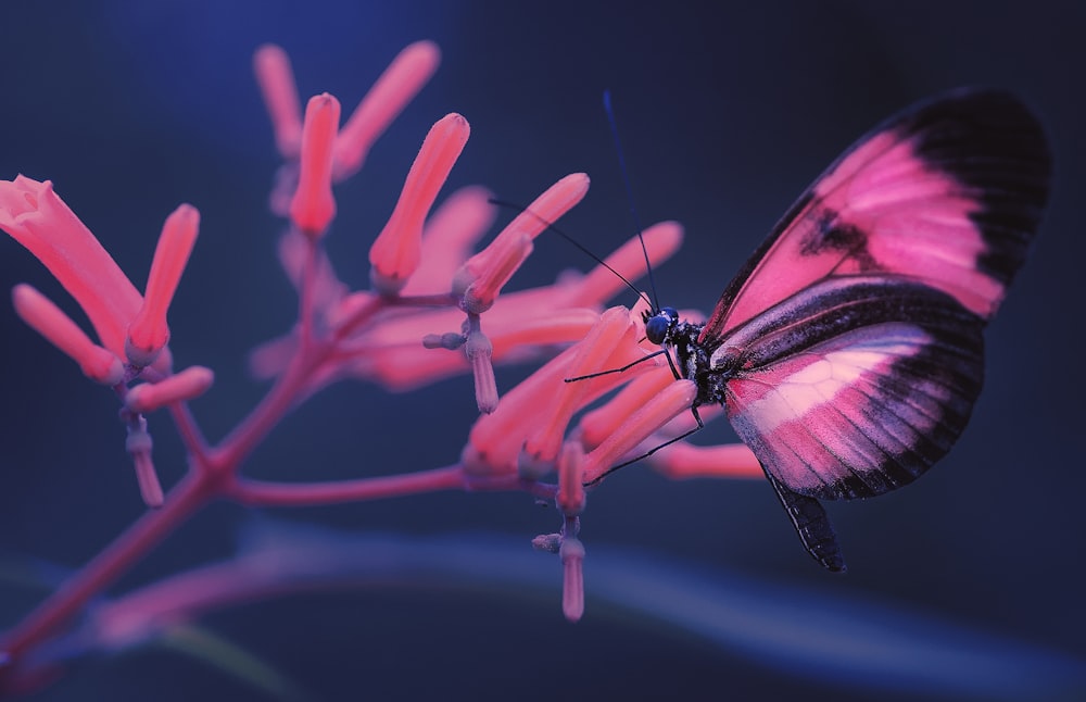 Foto de foco seletivo da borboleta rosa e preta na flor rosa