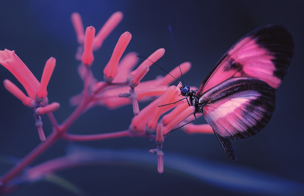 selective focus photo of pink and black butterfly on pink flower