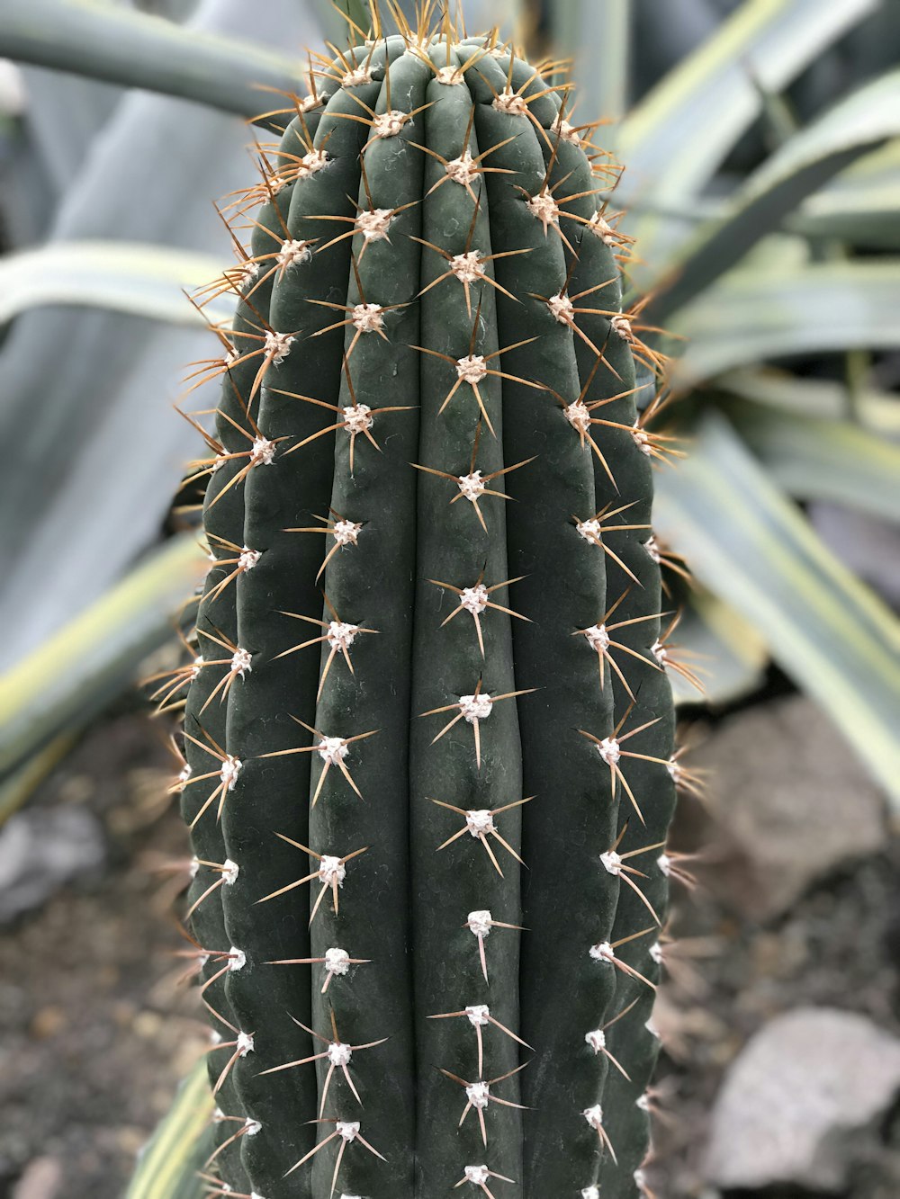 Fotografía de primer plano de cactus