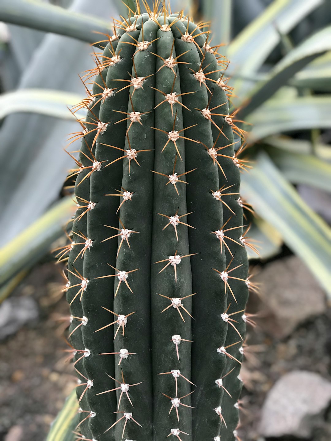 Cactus at Kiev Botanical Garden