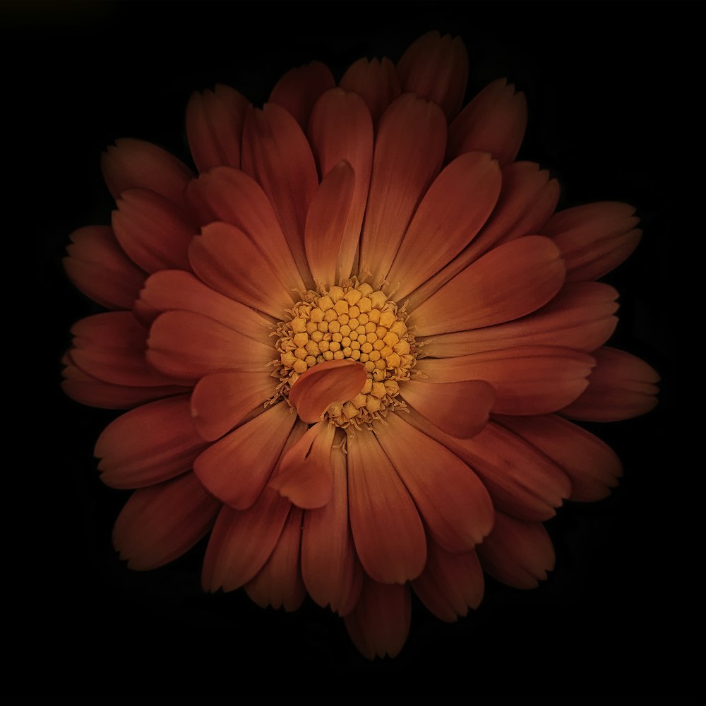 closeup photography of multipetaled flower