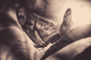 A close-up of a vibrant butterfly resting on a dew-covered leaf in soft morning light
