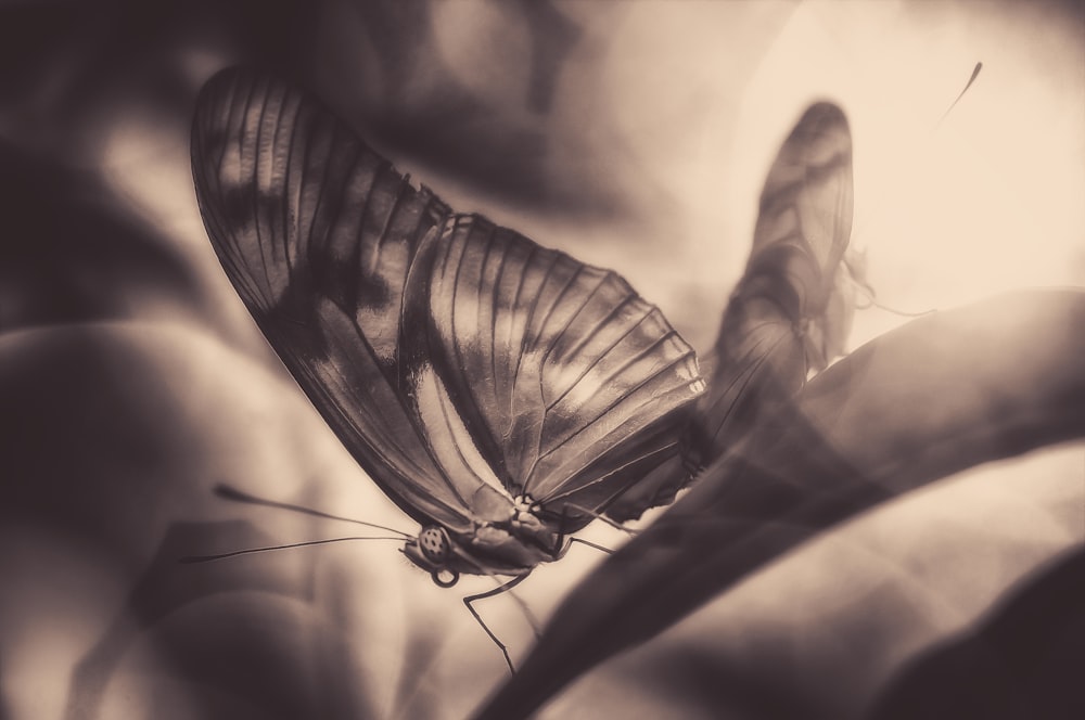 Fotografía en escala de grises de mariposas