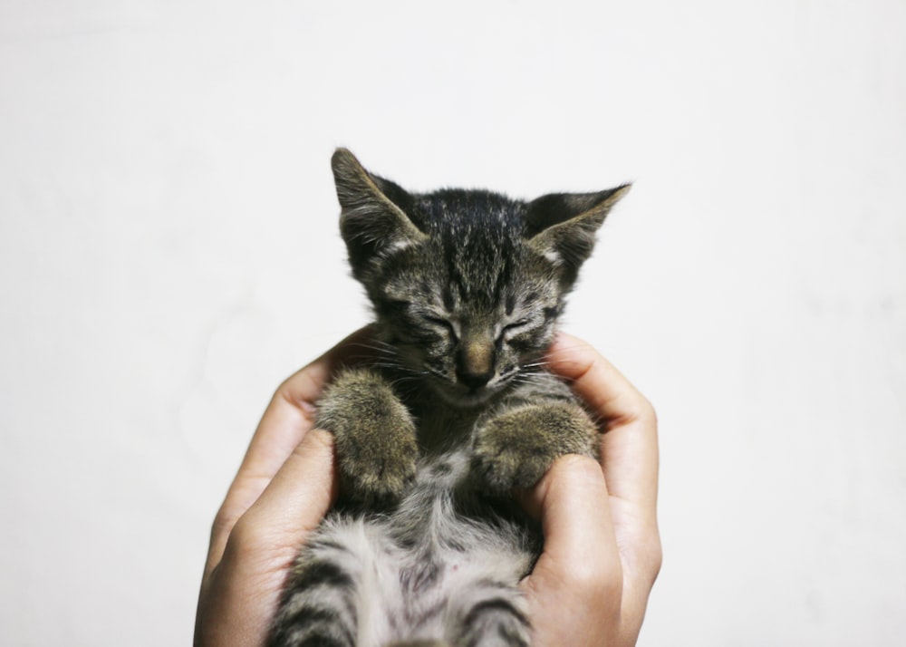 brown tabby kitten