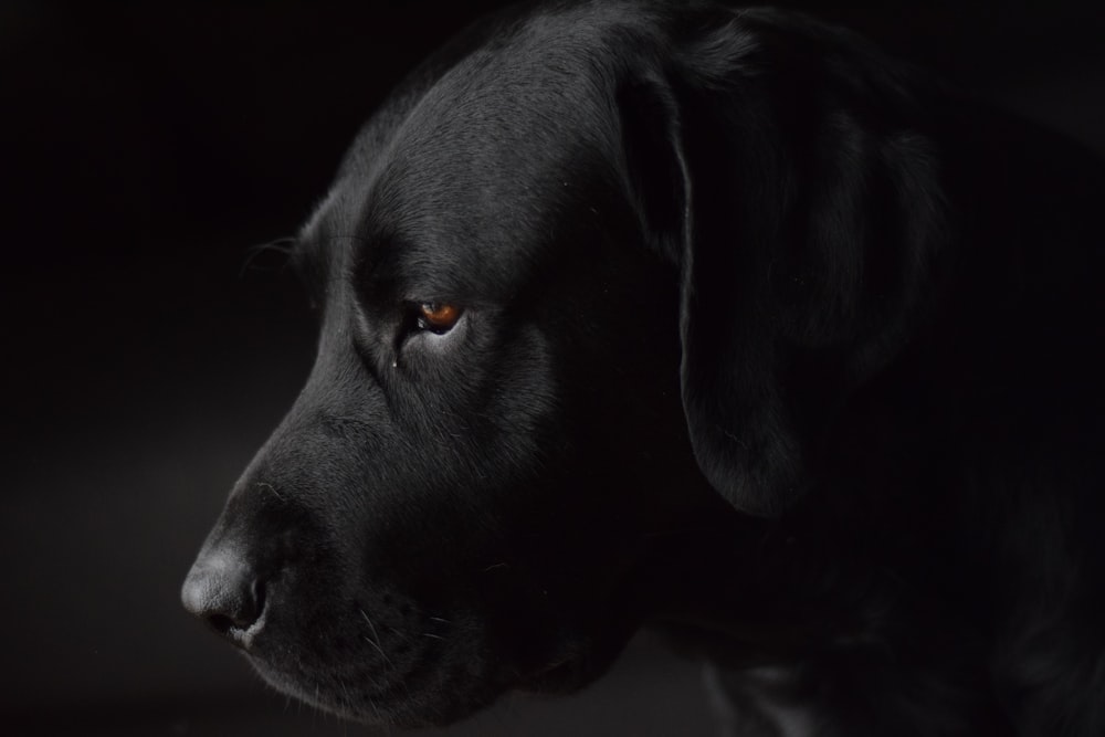 Kurzhaariger schwarzer Hund