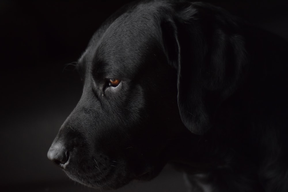 Cão preto de pelo curto