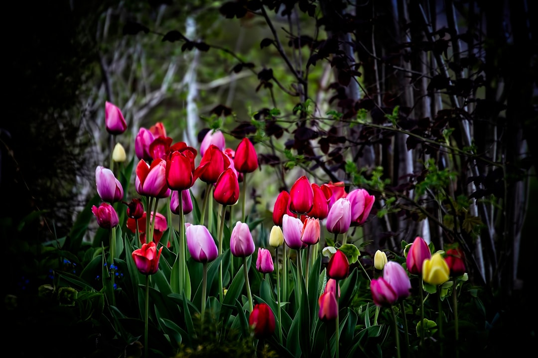 assorted color tulips blooming under trees