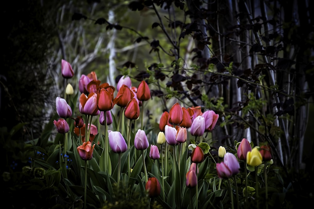 assorted color tulips blooming under trees