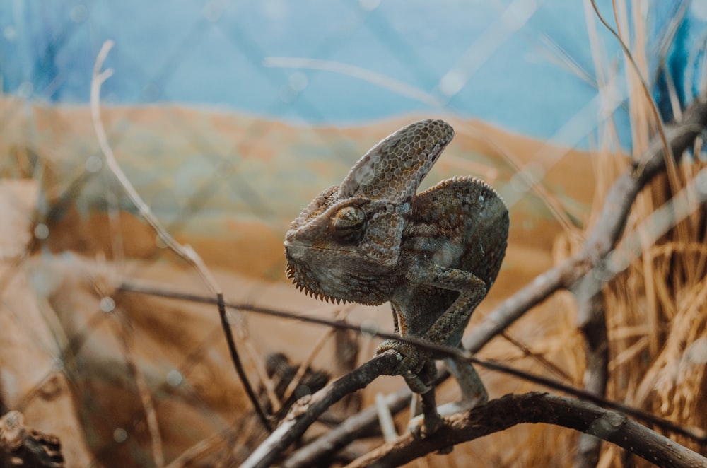 selective focus photography of gray chameleon on wood branch