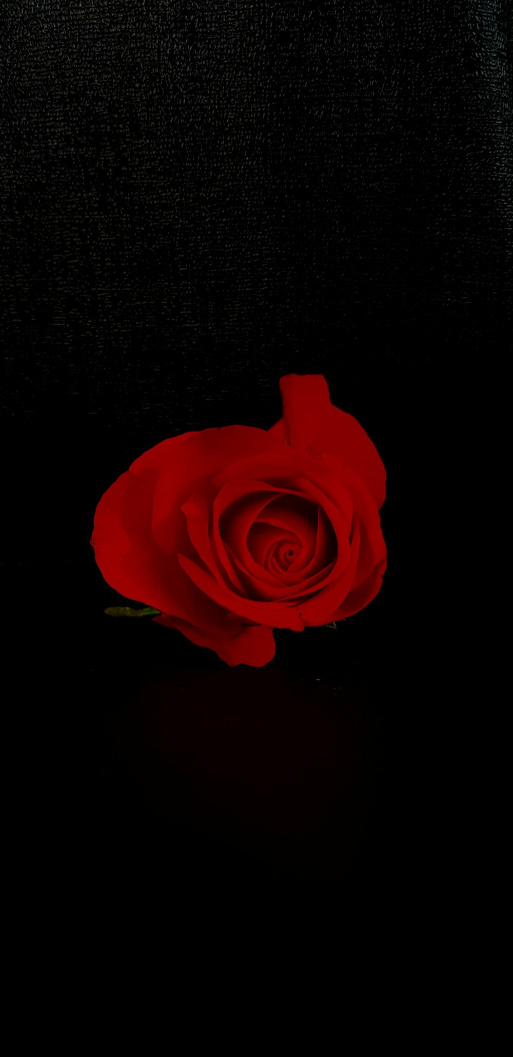 fiore di rosa rossa su sfondo nero