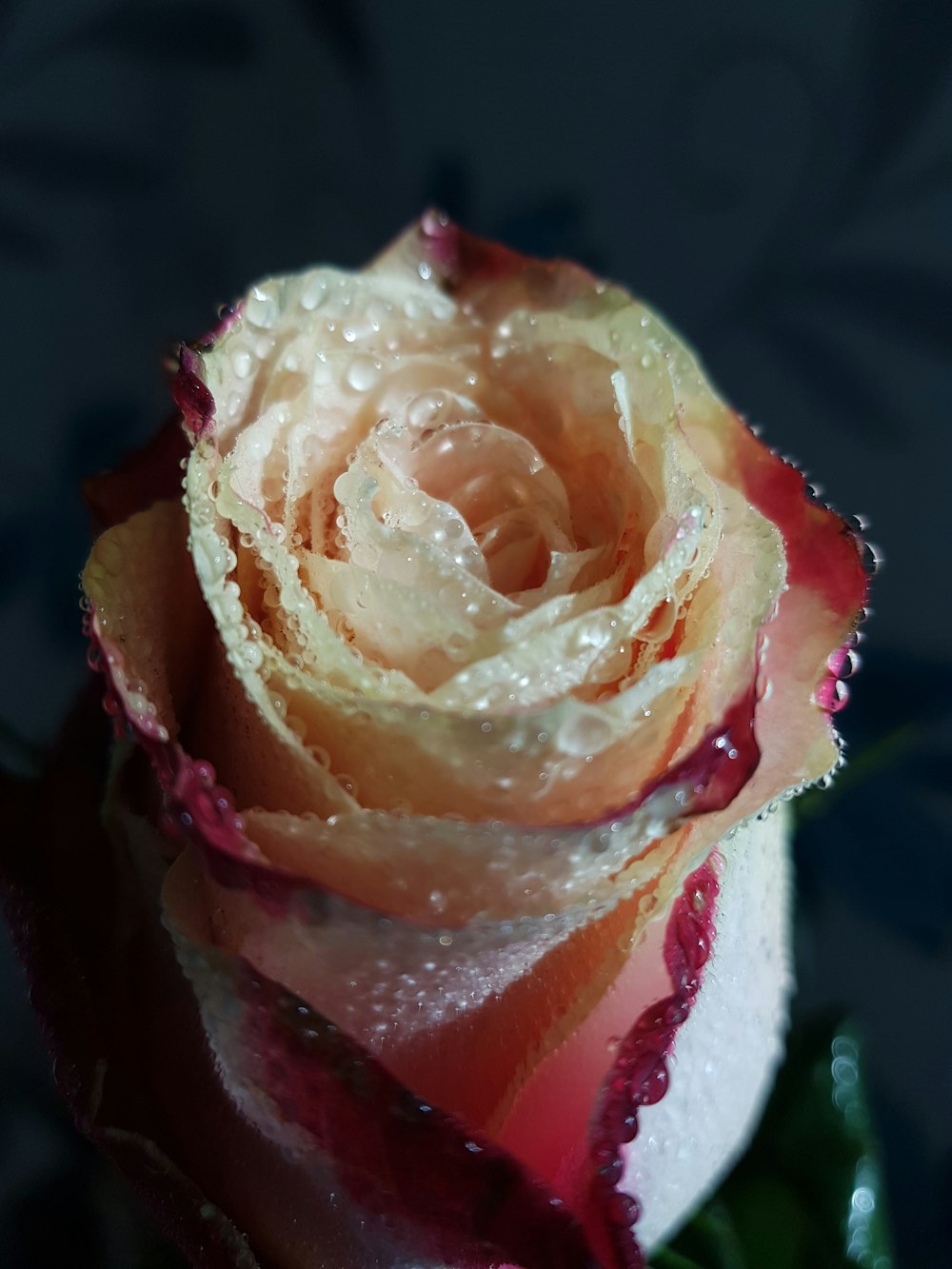 Selektives Foto der beigefarbenen Rosenblüte