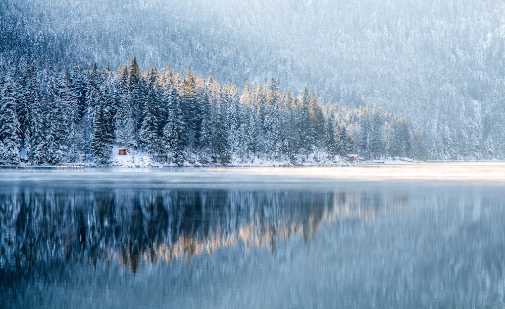 snowstorm in forest