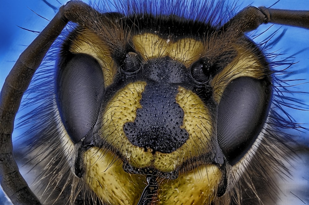 꿀벌의 매크로 사진