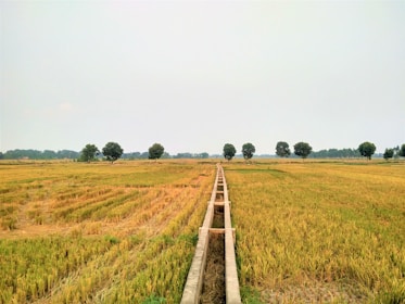 A vast expanse of agricultural land with golden crops ready for harvest, bordered by a line of lush green trees in the distance. A concrete irrigation channel runs through the middle, dividing the field symmetrically.