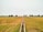A vast expanse of agricultural land with golden crops ready for harvest, bordered by a line of lush green trees in the distance. A concrete irrigation channel runs through the middle, dividing the field symmetrically.