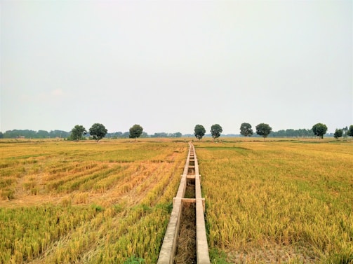 Modern irrigation canals channeling water efficiently across vast farmland.