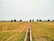 A vast expanse of agricultural land with golden crops ready for harvest, bordered by a line of lush green trees in the distance. A concrete irrigation channel runs through the middle, dividing the field symmetrically.