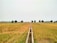 A vast expanse of agricultural land with golden crops ready for harvest, bordered by a line of lush green trees in the distance. A concrete irrigation channel runs through the middle, dividing the field symmetrically.