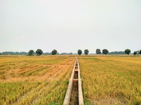 A vast expanse of agricultural land with golden crops ready for harvest, bordered by a line of lush green trees in the distance. A concrete irrigation channel runs through the middle, dividing the field symmetrically.