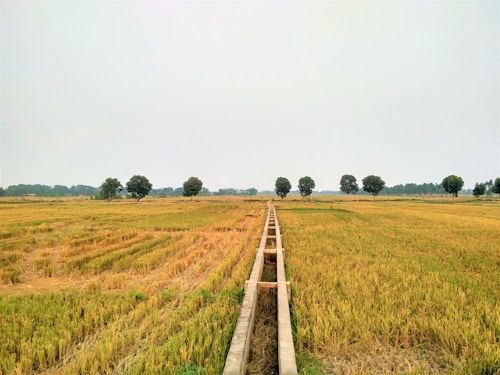 A vast expanse of agricultural land with golden crops ready for harvest, bordered by a line of lush green trees in the distance. A concrete irrigation channel runs through the middle, dividing the field symmetrically.